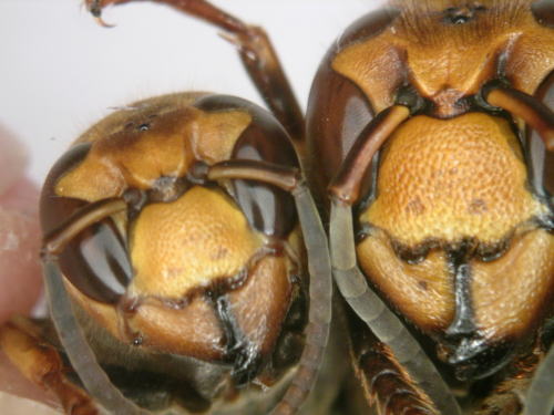 福島のハチ駆除はルイワン 蜂 害虫駆除センターにおまかせ スズメバチの顔は 女王蜂と働き蜂 どのように違うの