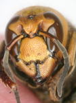コガタスズメバチの女王蜂の顔(福島県にて2009年7月採取).jpg