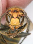 コガタスズメバチの働き蜂の顔(福島県にて2009年7月採取).jpg