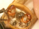 コガタスズメバチの腹部に寄生する2匹のネジレバネの雄蛹.jpg