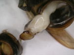 コガタスズメバチの腹部に寄生するネジレバネのメス.jpg