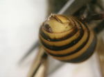 コガタスズメバチ腹部の腹節の間から出ているネジレバネのメスの頭部.jpg
