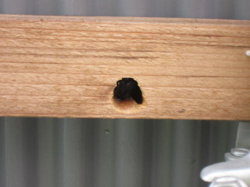 福島のハチ駆除はルイワン 蜂 害虫駆除センターにおまかせ クマバチが駐車場屋根の木材の骨組みを穴だらけに