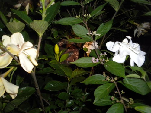 福島のハチ駆除はルイワン 蜂 害虫駆除センターにおまかせ スズメバチの巣を発見 某会社に駆除料金を問い合わせたが