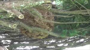 猪苗代町で庭木のスズメバチの巣.png
