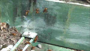 猪苗代町で構造的な隙間からスズメバチが出入り.png