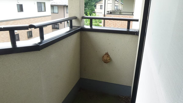 福島のハチ駆除はルイワン 蜂 害虫駆除センターにおまかせ 白河市でスズメバチ駆除 ハチ駆除 ベランダの壁に蜂の巣がぶら下がっている