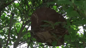 郡山市で庭木に作ったスズメバチの巣.png