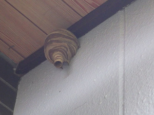 郡山市で軒下のスズメバチの巣.jpg