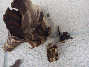 郡山市で駆除したスズメバチの巣.jpg
